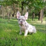 Chantelle-female-french-bulldog-puppy-for-sale-1 (2)