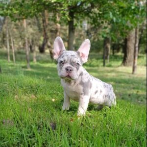 Chantelle French Bulldog