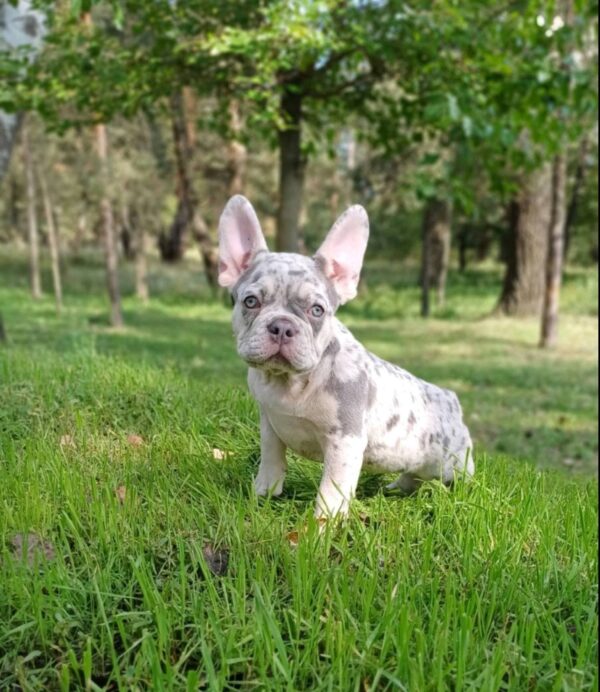 Chantelle French Bulldog Chantelle French Bulldog