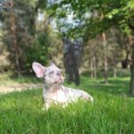 Chantelle-female-french-bulldog-puppy-for-sale-1 (3)