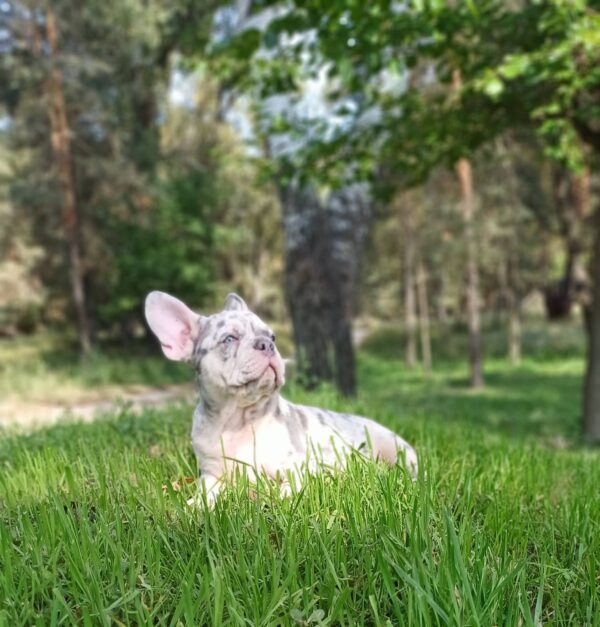 Chantelle French Bulldog Chantelle French Bulldog