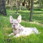 Chantelle-female-french-bulldog-puppy-for-sale-1 (4)