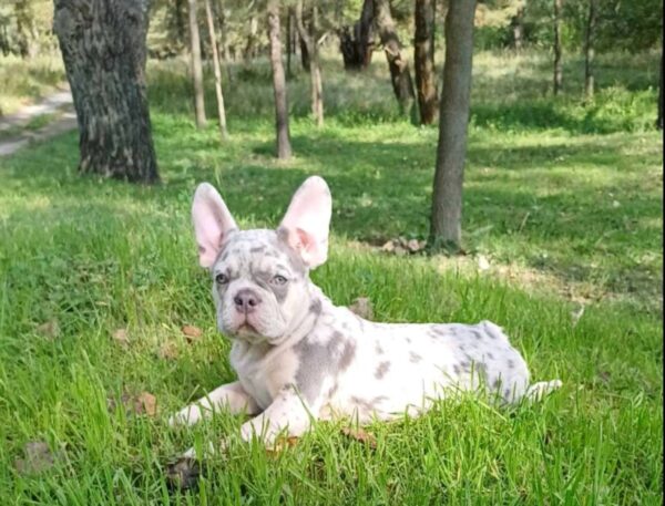 Chantelle French Bulldog Chantelle French Bulldog