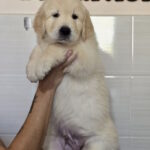 Charon-male-golden-retriver-puppy-for-sale-1 (1)