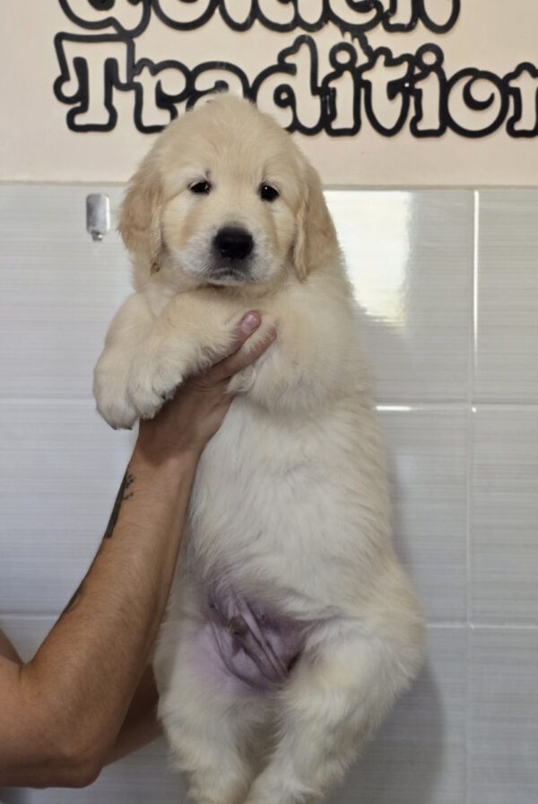 Charon Golden Retriever Charon Golden Retriever