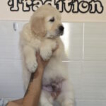 Charon-male-golden-retriver-puppy-for-sale-1 (2)