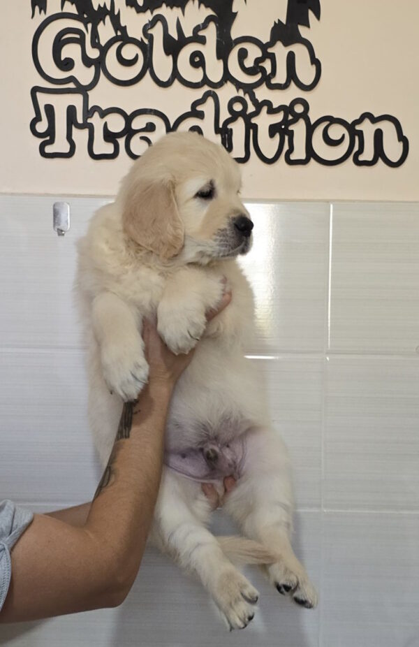 Charon Golden Retriever Charon Golden Retriever