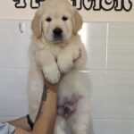 Charon-male-golden-retriver-puppy-for-sale-1 (3)