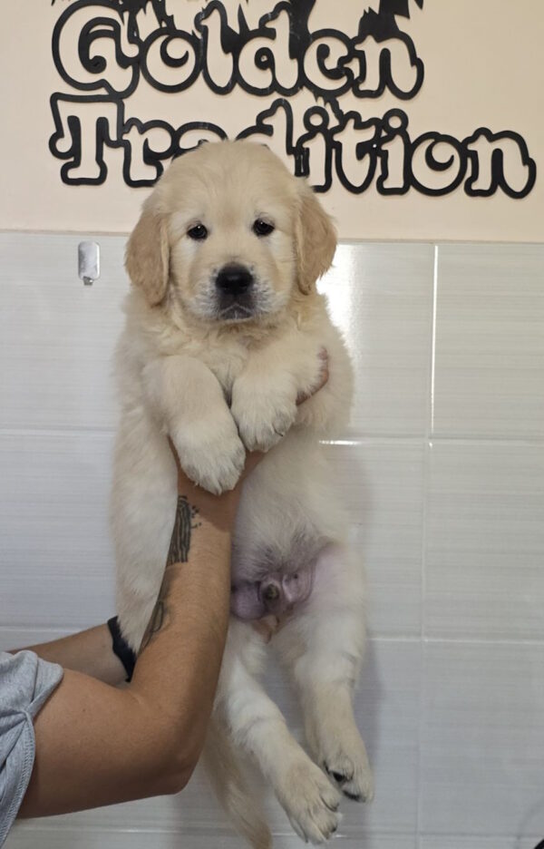 Charon Golden Retriever Charon Golden Retriever