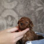 Chuck Miniature Poodle