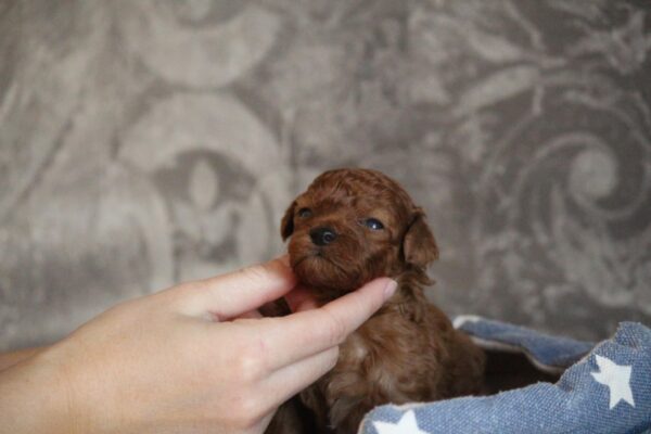 Chelsea Miniature Poodle