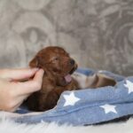 Chelsea-female-miniature-poodle-puppy-for-sale-1 (2)