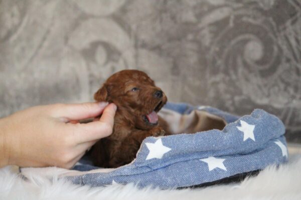 Chelsea Miniature Poodle