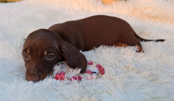 Chloe Miniature Dachshund Chloe Miniature Dachshund