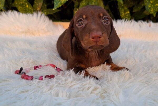 Chloe Miniature Dachshund Chloe Miniature Dachshund