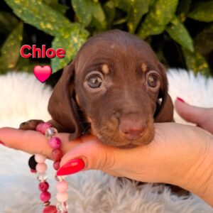 Chloe Miniature Dachshund