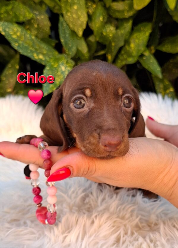 Chloe Miniature Dachshund Chloe Miniature Dachshund