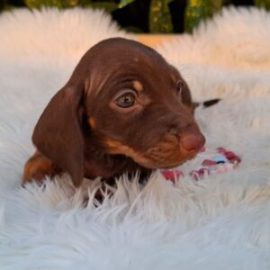Chloe Miniature Dachshund