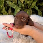 Chloe-female-miniature-dachshund-puppy-for-sale- (5)