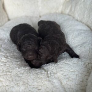 Choco puppies Toy Poodle