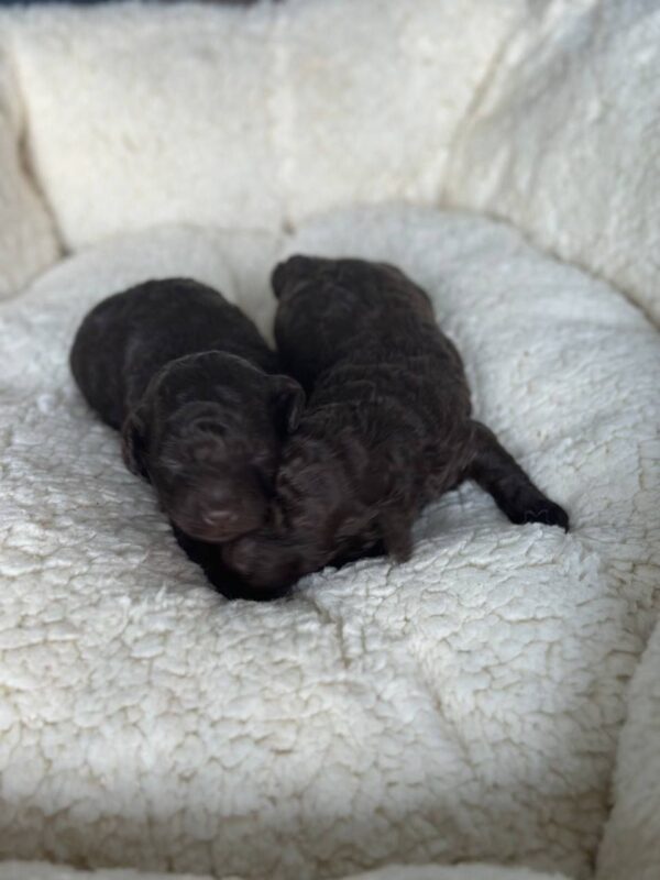 Choco puppies Toy Poodle Choco puppies Toy Poodle