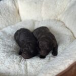 Choco-puppies-male-Toy-Poodle-puppy-for-sale-2