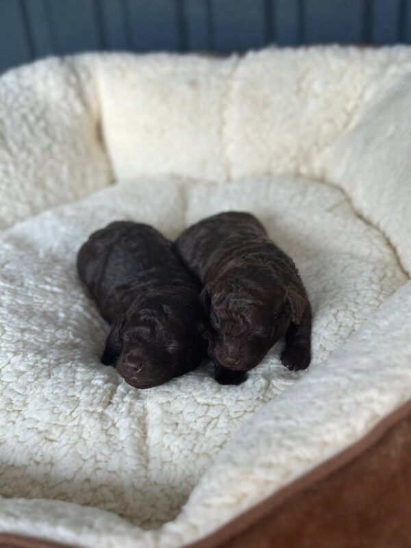 Choco puppies Toy Poodle Choco puppies Toy Poodle