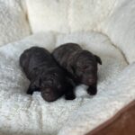 Choco-puppies-male-Toy-Poodle-puppy-for-sale-3