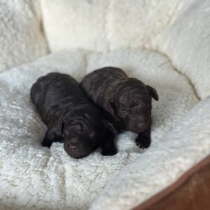 Choco puppies Toy Poodle