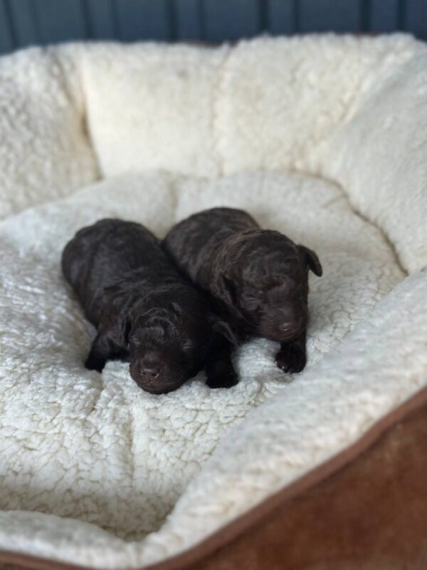 Choco puppies Toy Poodle Choco puppies Toy Poodle