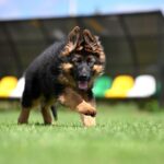 Christopher-male-German-shepherd-puppy-for-sale-1 (1)