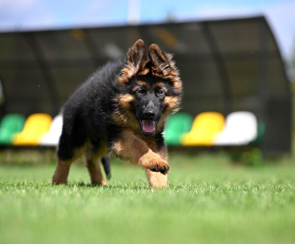 Christopher German Shepherd Christopher German Shepherd