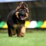 Christopher-male-German-shepherd-puppy-for-sale-1 (2)