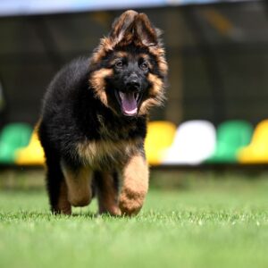 Christopher German Shepherd