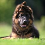 Christopher-male-German-shepherd-puppy-for-sale-1 (3)
