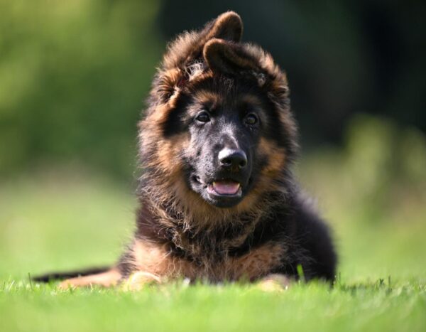 Christopher German Shepherd Christopher German Shepherd