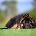Christopher-male-German-shepherd-puppy-for-sale-1 (4)