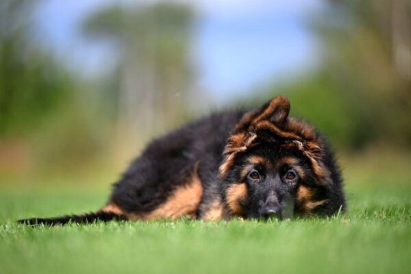 Christopher German Shepherd Christopher German Shepherd