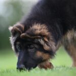Christopher-male-German-shepherd-puppy-for-sale-1 (5)