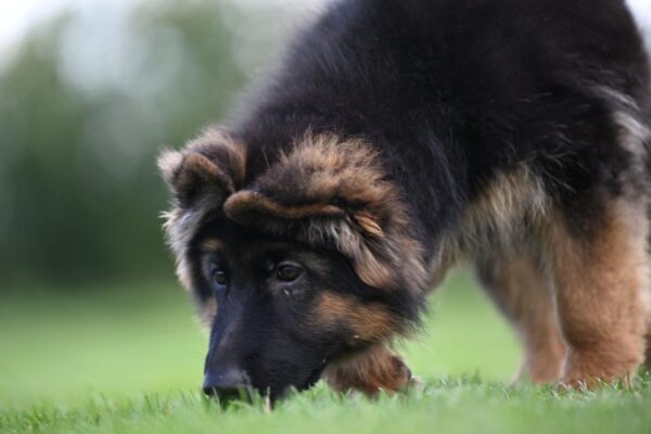 Christopher German Shepherd Christopher German Shepherd