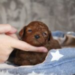 Chuck-male-miniature-poodle-puppy-for-sale-1 (1)