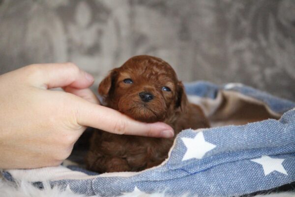 Chuck Miniature Poodle Chuck Miniature Poodle