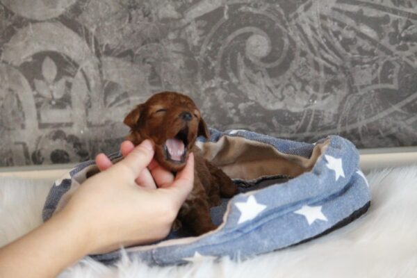 Chuck Miniature Poodle Chuck Miniature Poodle