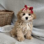 Cindy-female-maltipoo-puppy-for-sale-1 (1)