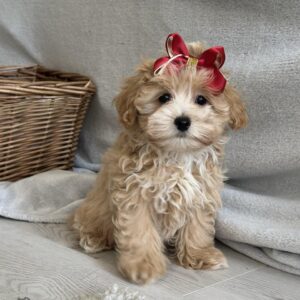 Cindy Maltipoo