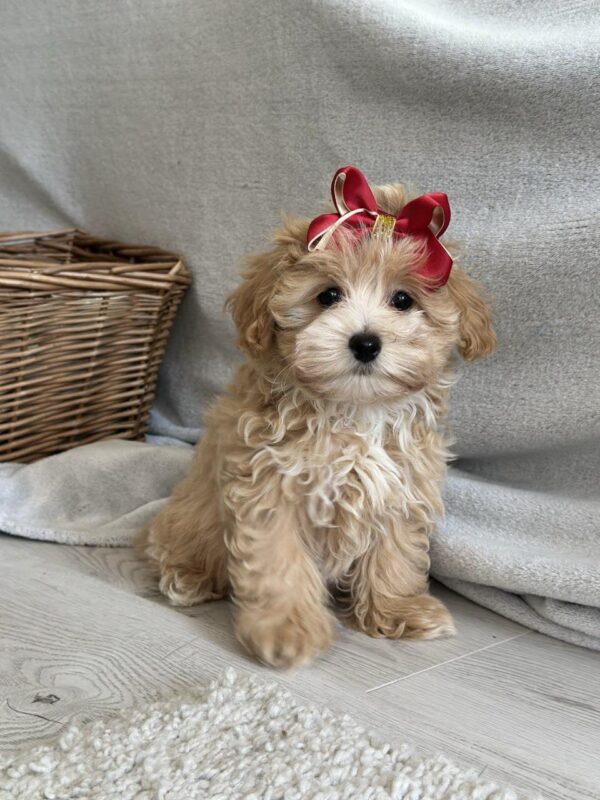 Cindy Maltipoo Cindy Maltipoo