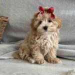 Cindy-female-maltipoo-puppy-for-sale-1 (2)