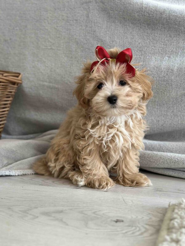 Cindy Maltipoo Cindy Maltipoo