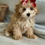 Cindy-female-maltipoo-puppy-for-sale-1 (3)