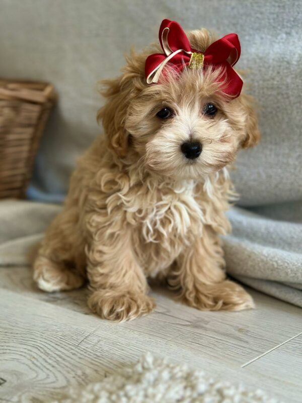 Cindy Maltipoo Cindy Maltipoo